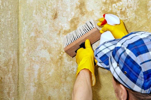 Best Environmental Consulting for Mold Prevention  in Southwood Acres, CT