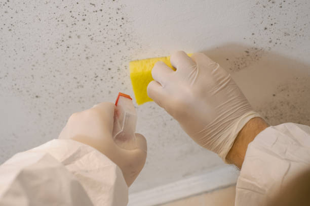 Best Mold Remediation for Healthcare Facilities  in Southwood Acres, CT
