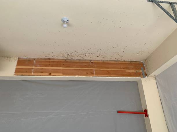 Reliable Southwood Acres, CT Mold Removal Solutions