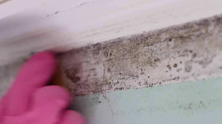 Best Attic Mold Removal  in Southwood Acres, CT